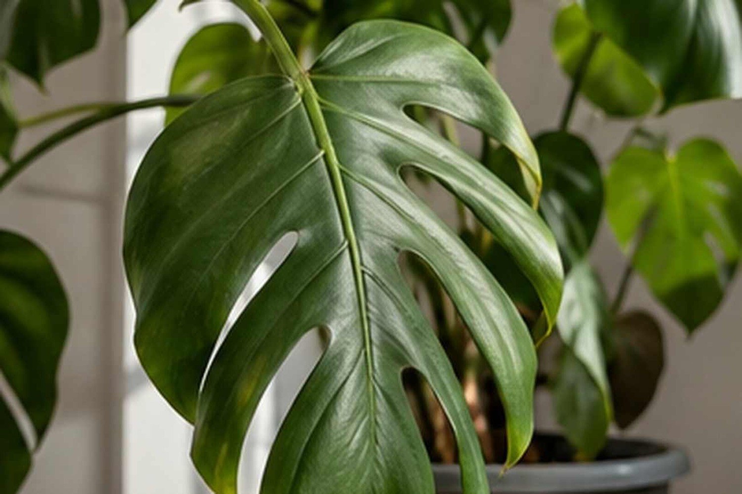 Perché le foglie della monstera si piegano verso il basso: cosa controllare