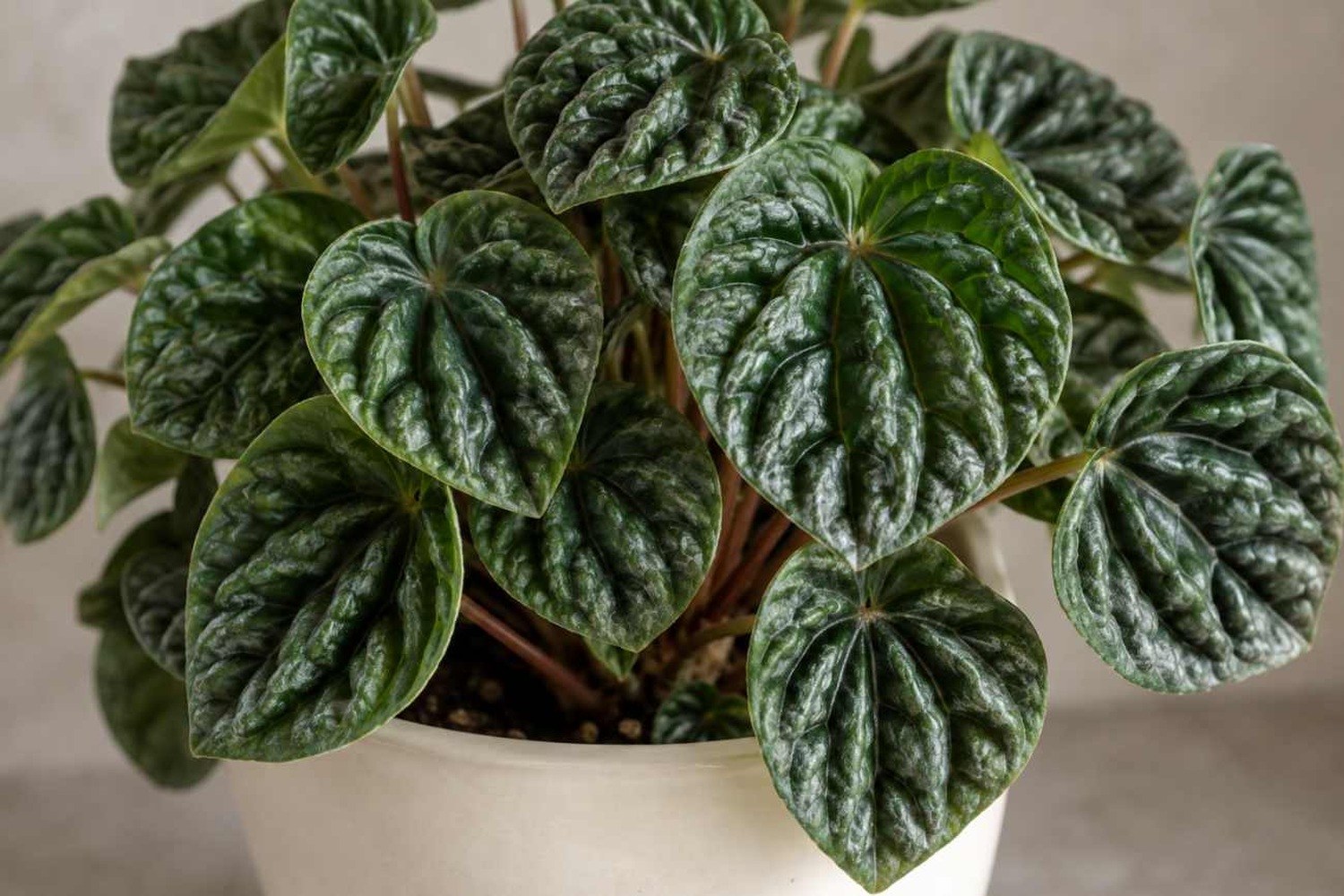 Peperomia caperata: come coltivare la pianta dalle foglie rugose e decorative