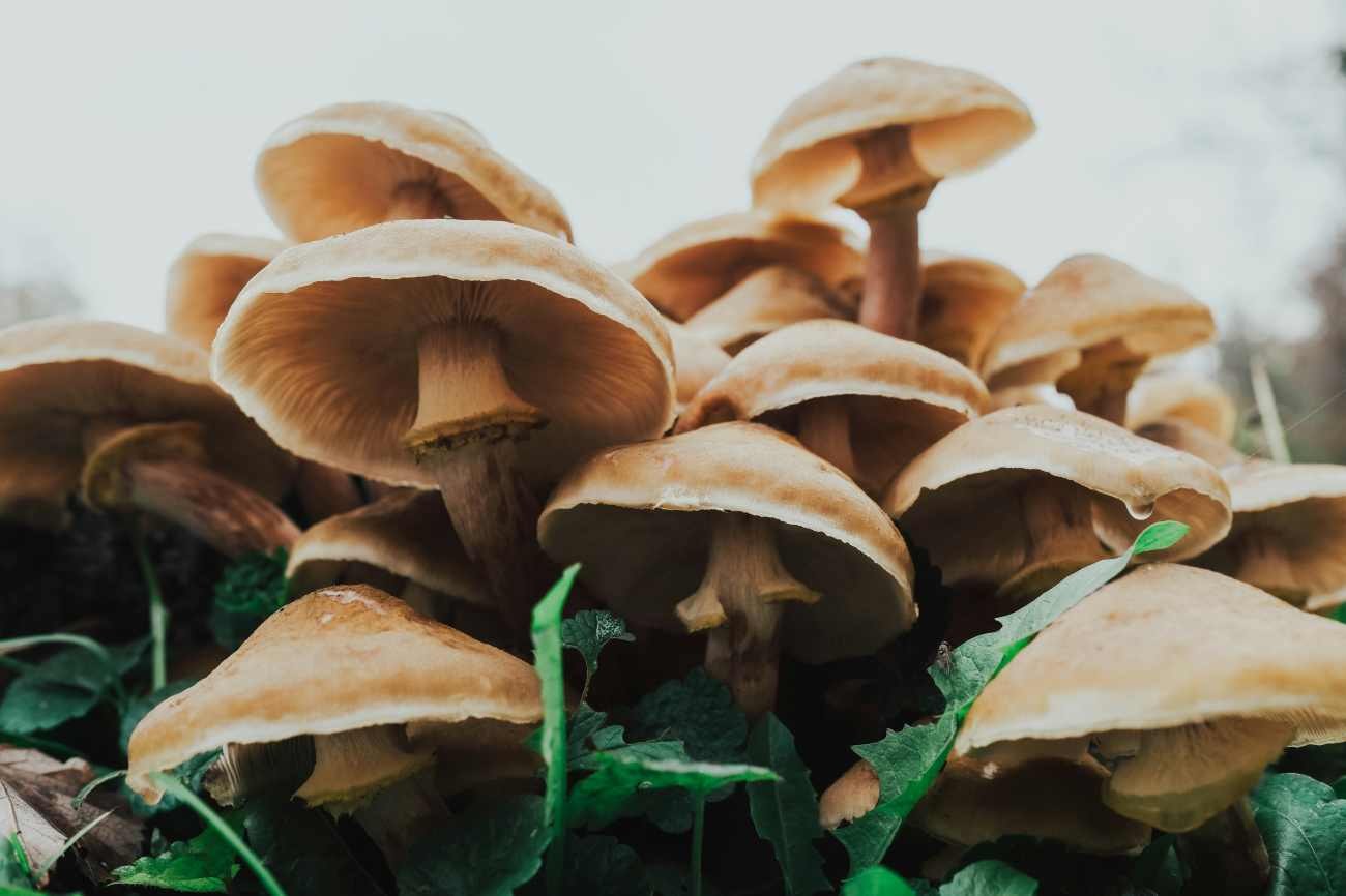 Perché i funghi crescono in gruppi così numerosi: cosa accade sotto il terreno