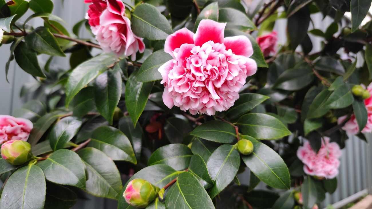 Perché non bisogna potare la camelia in ottobre: il rischio nascosto tra i rami
