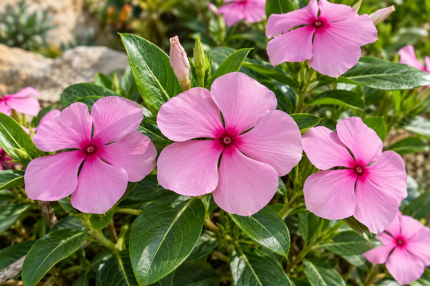 Pervinca del Madagascar: perché questa pianta dai fiori bellissimi è tossica
