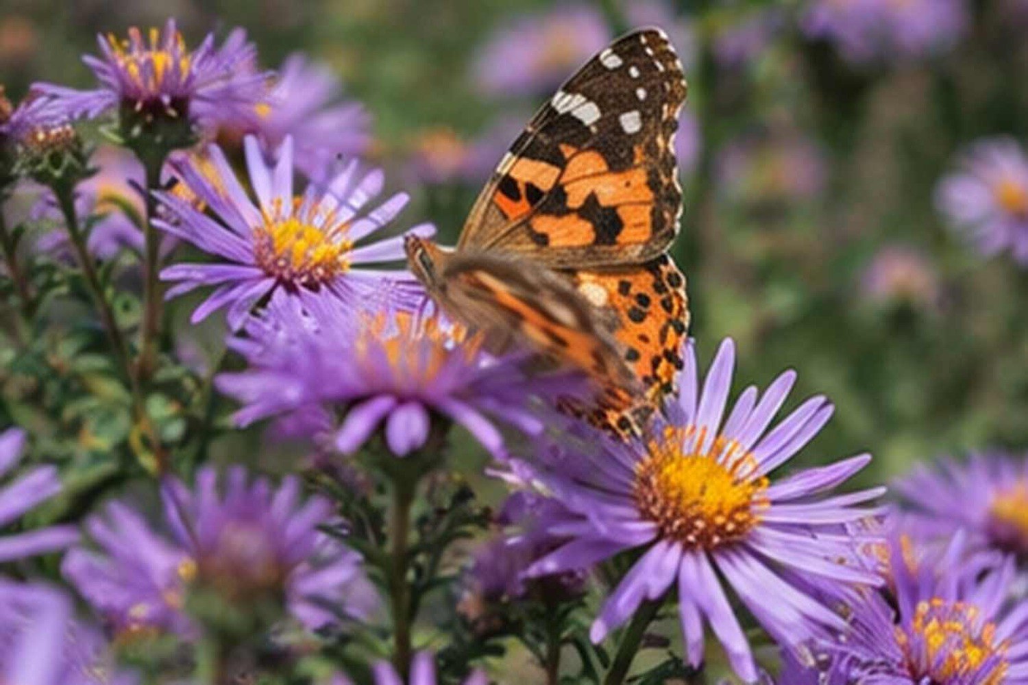Quali piante attirano le farfalle anche in autunno: ecco i fiori da scegliere
