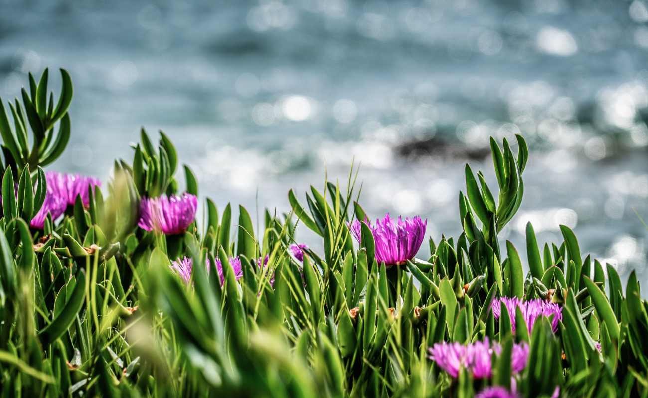 Piante grasse con fiori: come coltivare il Carpobrotus sul balcone e quando compaiono i suoi grandi fiori viola