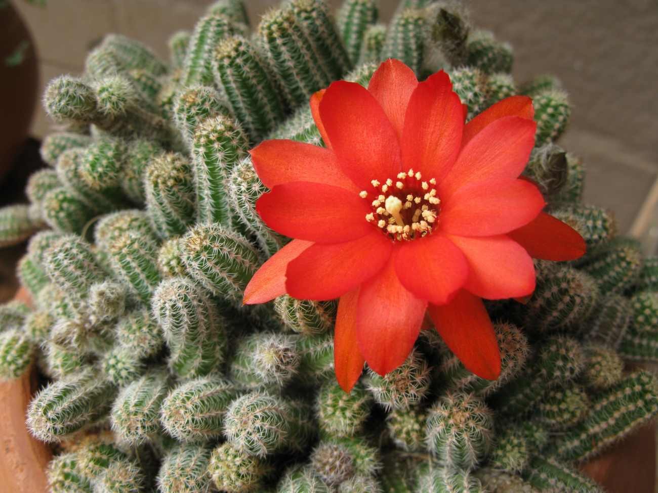 Piante grasse con fiori: come coltivare il Chamaecereus sul balcone e quando compaiono i suoi grandi fiori rossi