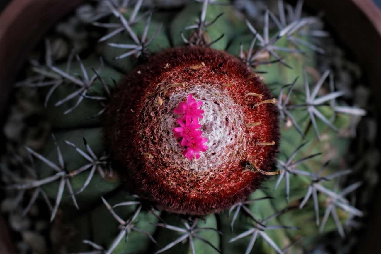 Piante grasse con fiori: come coltivare il Melocactus e perché i suoi fiori spuntano da una strana corona