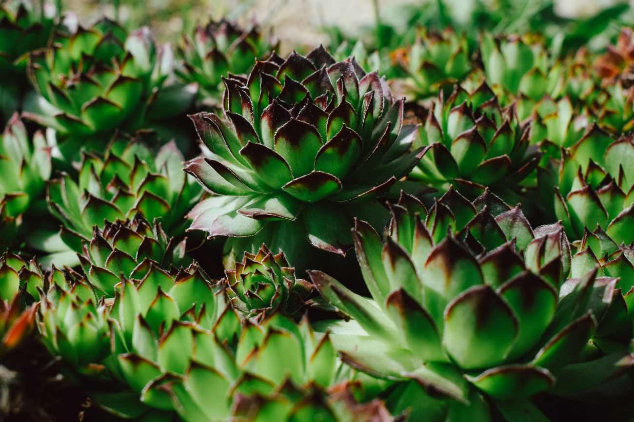 Piante grasse con fiori: come coltivare il Sempervivum sul terrazzo e perché una rosetta muore dopo la fioritura