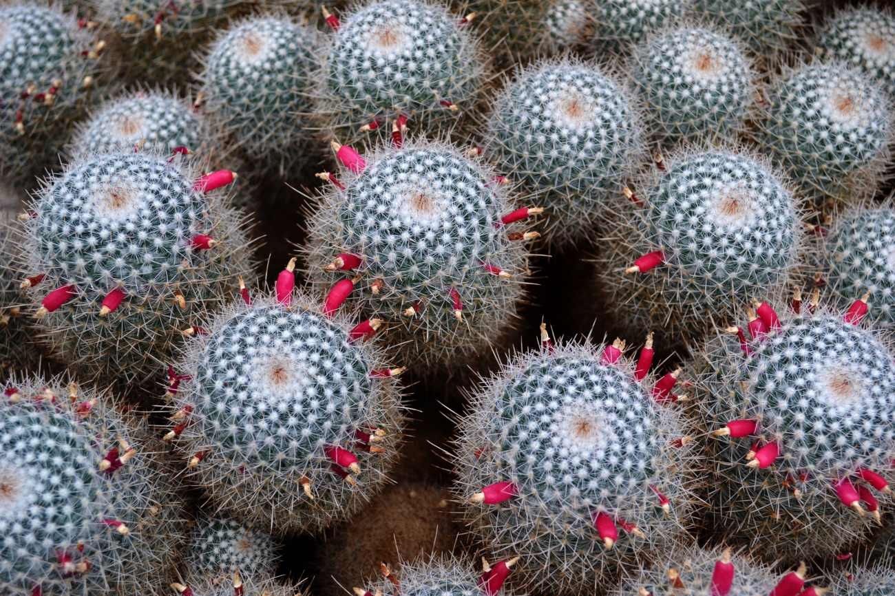 Piante grasse con fiori: come coltivare la Mammillaria e perché produce una corona di piccoli fiori rosa