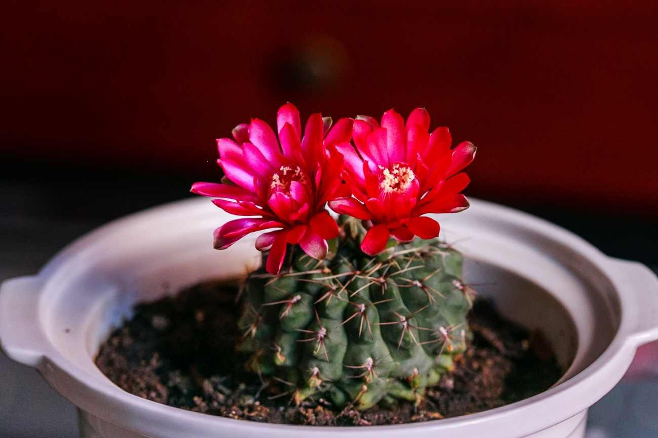 Piante grasse con fiori: come coltivare la Rebutia in vaso e perché può riempirsi di fiori arancioni
