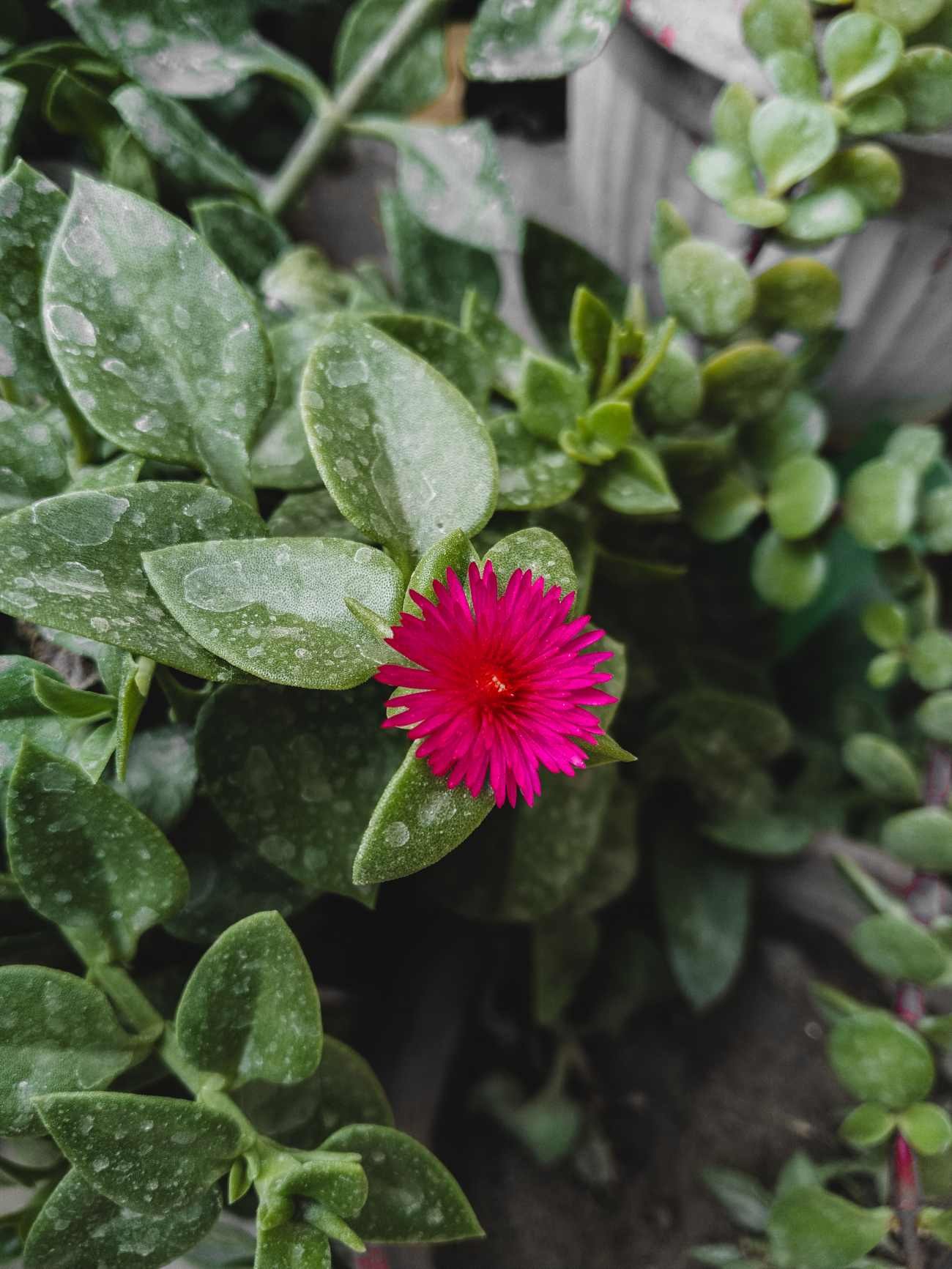 Piante grasse con fiori: come coltivare l’Aptenia sul terrazzo e perché produce tanti piccoli fiori rosa