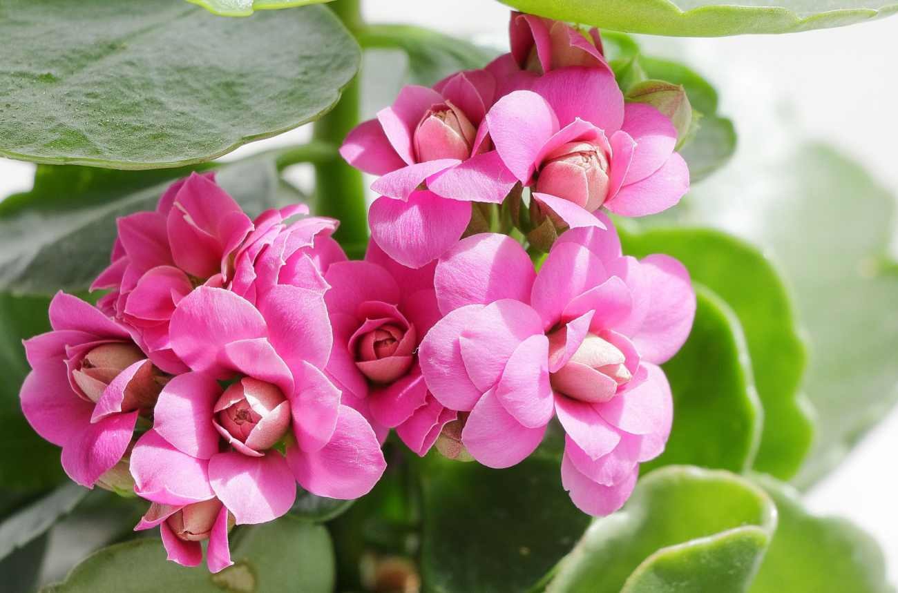 Piante grasse con fiori: come tenere la Kalanchoe in casa e cosa fare per farla rifiorire ogni anno