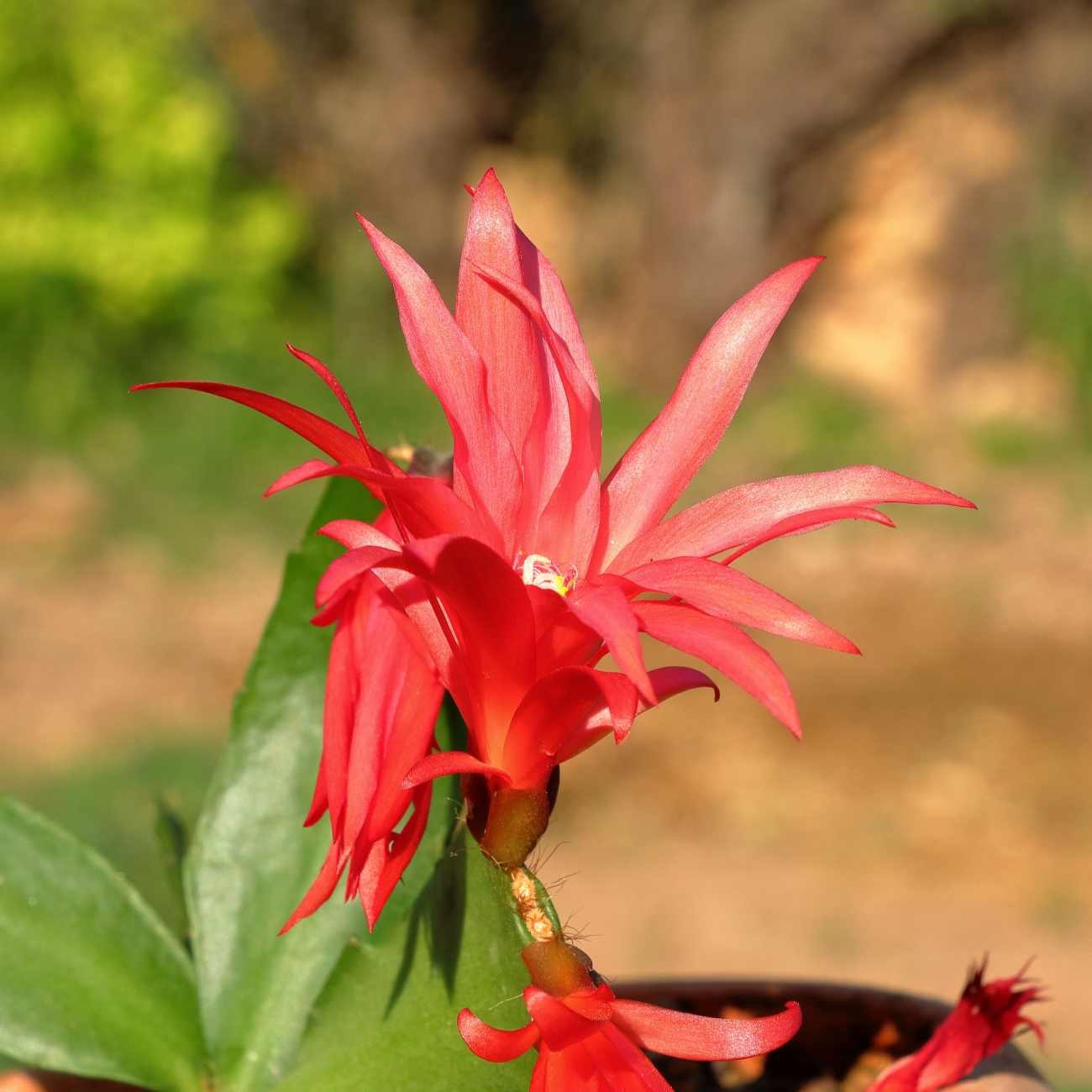 Piante grasse con fiori: dove mettere la Schlumbergera e come farla fiorire quando arriva Natale
