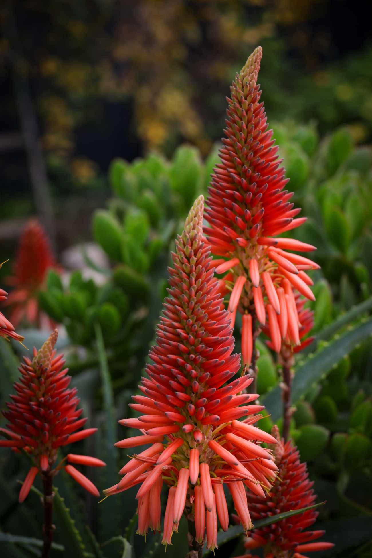Piante grasse con fiori: dove tenere l’Aloe e quanto bisogna aspettare per vedere i suoi lunghi fiori arancioni