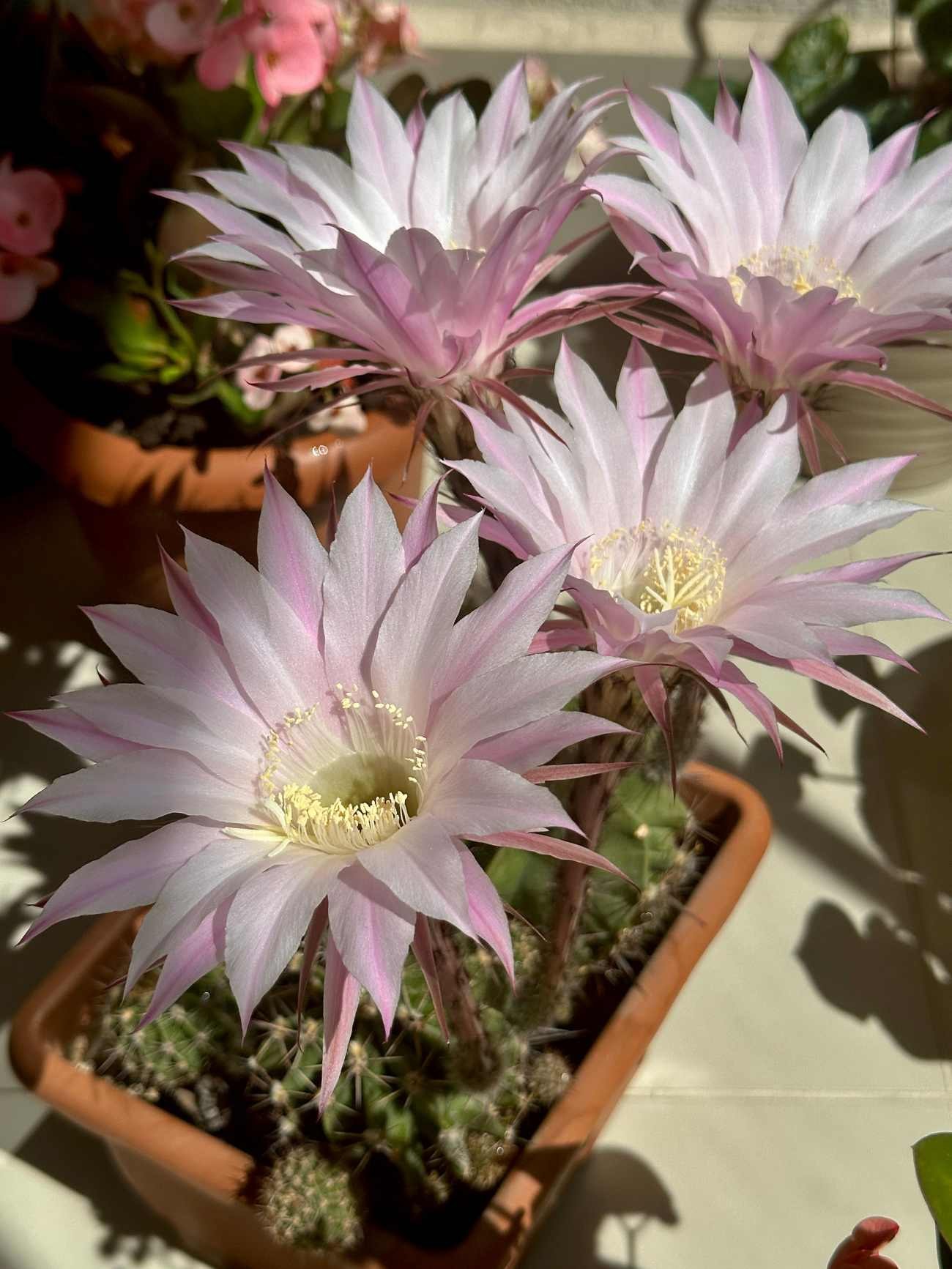 Piante grasse con fiori: dove tenere l’Echinopsis per avere tantissimi fiori rosa e quanto dura la fioritura