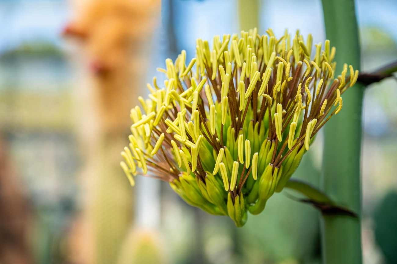 Piante grasse con fiori: quanto tempo impiega l’Agave a fiorire e cosa succede alla pianta dopo la fioritura