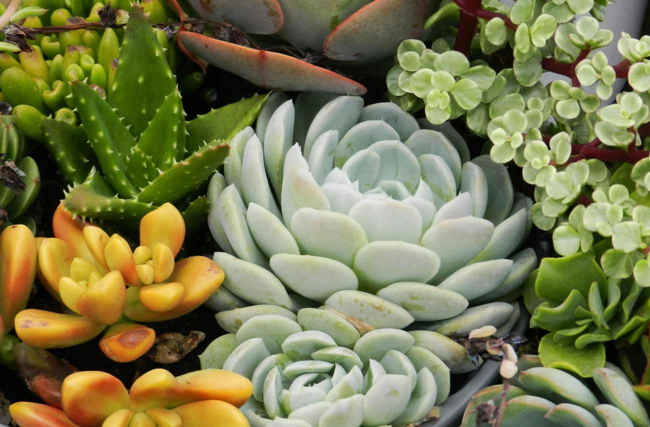 Piante grasse da balcone: ecco le 5 da tenere nel vaso