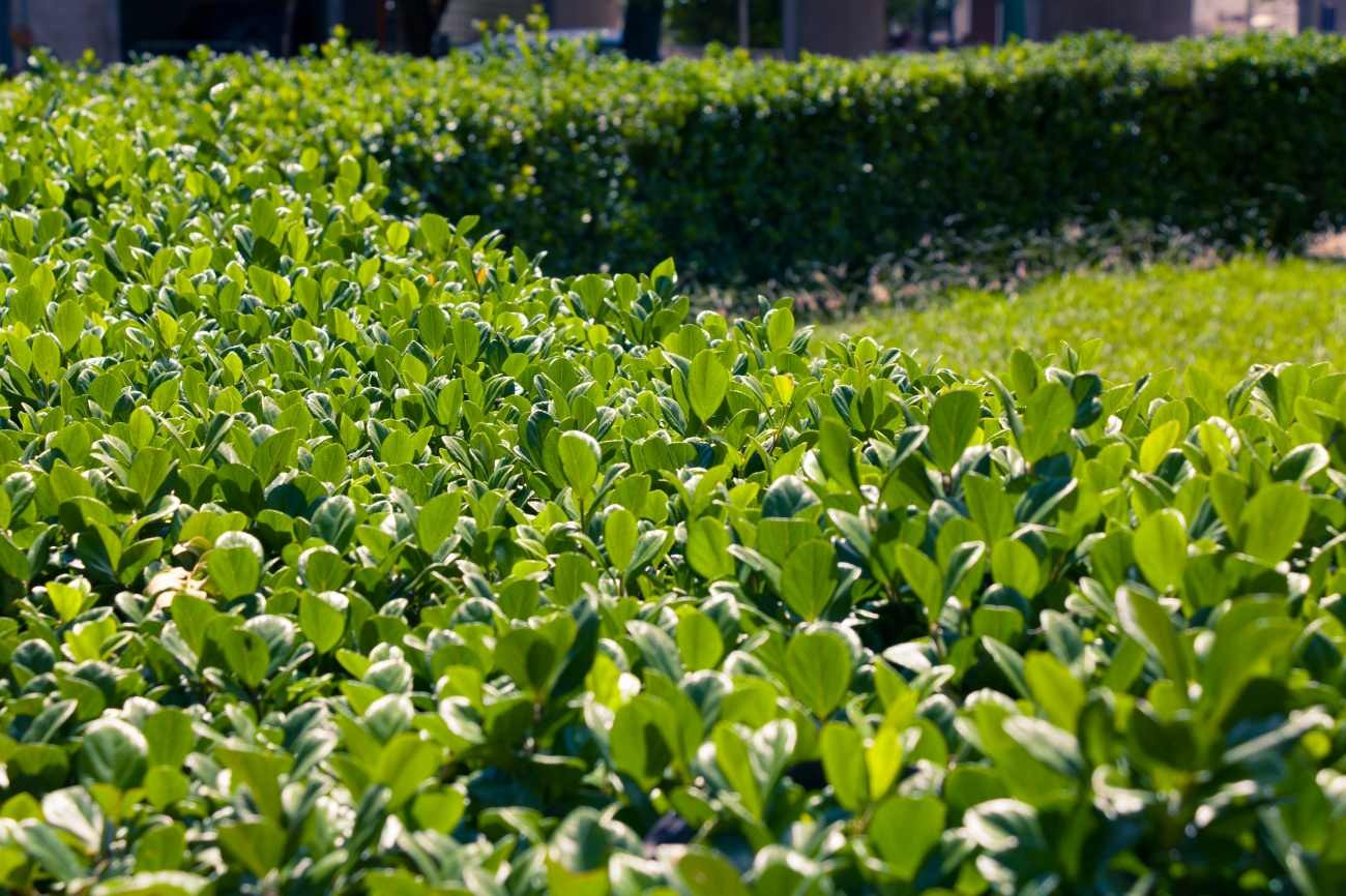 Piante sempreverdi a ciuffo: quali scegliere per giardino, bordure e vasi