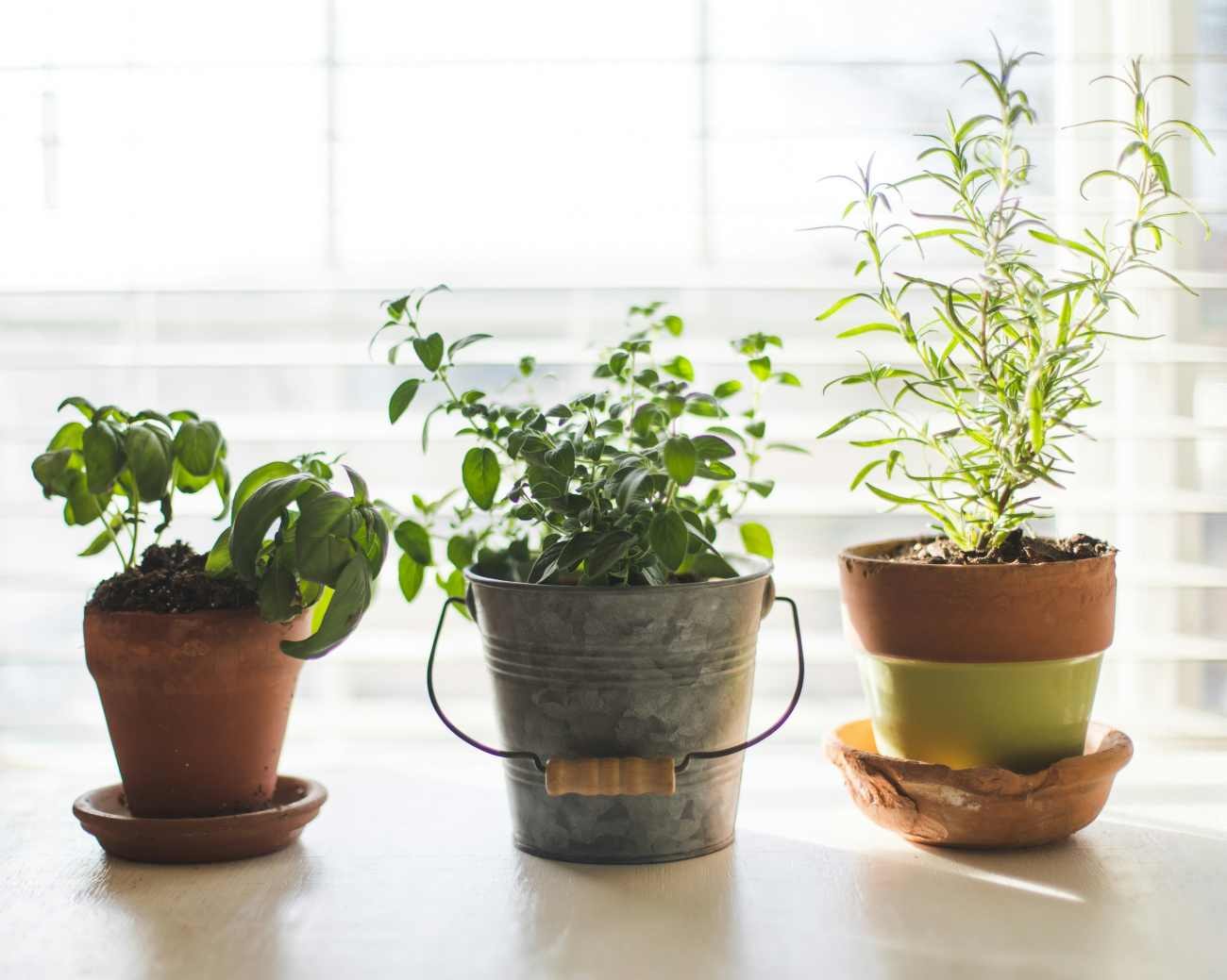 Piante sempreverdi da balcone: le 7 varietà resistenti al freddo e facili da coltivare