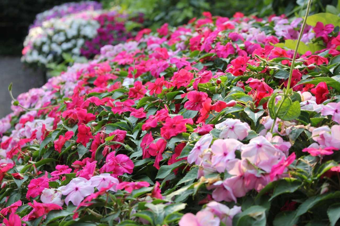 Potare la Sunpatiens in ottobre: quando conviene e quando rischia di essere inutile