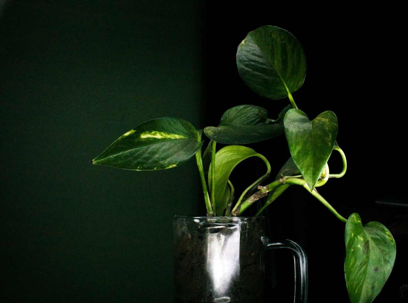 Pothos coltivato in acqua: come far crescere le radici senza utilizzare il terriccio