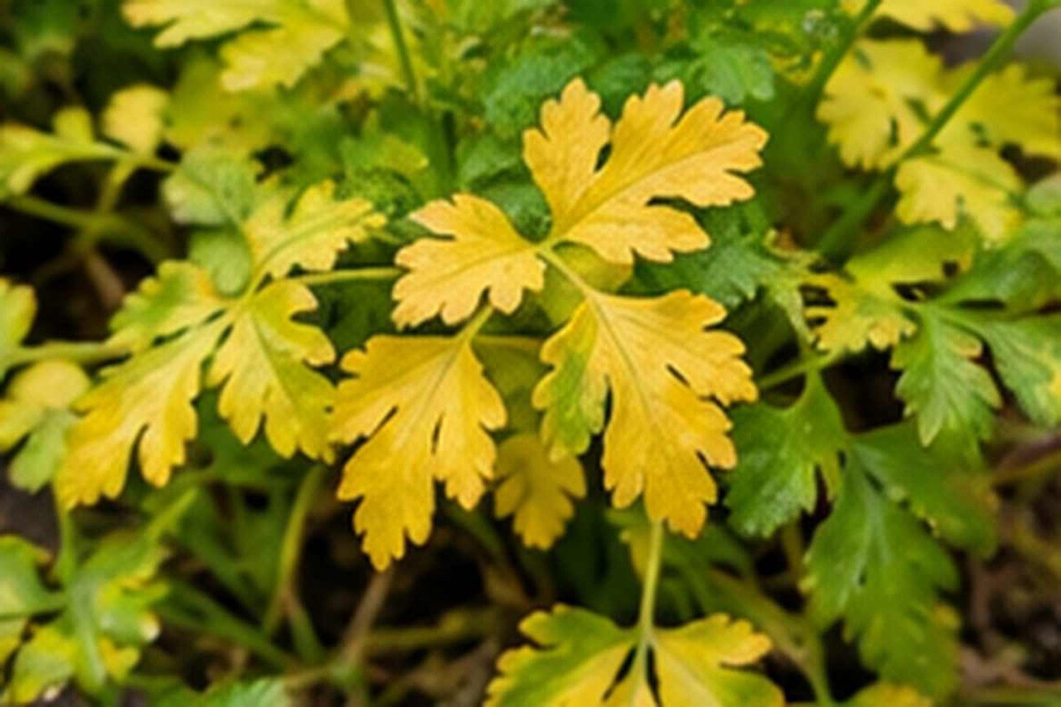 Perché il prezzemolo diventa giallo in autunno: i segnali da riconoscere