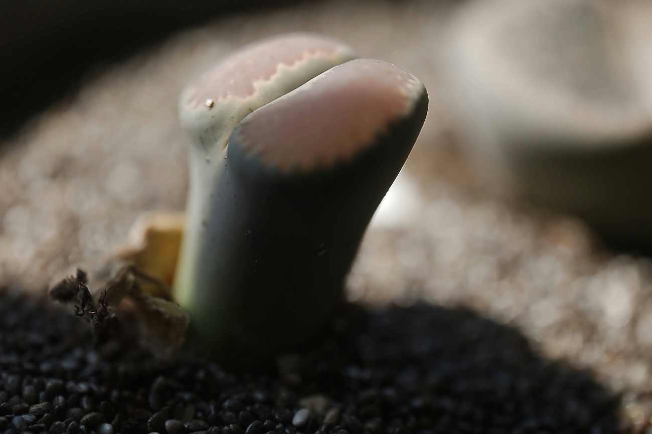 Quali sono le piante che sembrano sassi colorati: ecco le più strane da coltivare