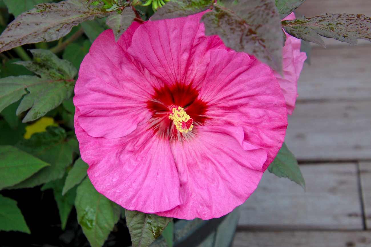 Quando potare l’Hibiscus moscheutos: perché tagliare troppo presto può essere un errore