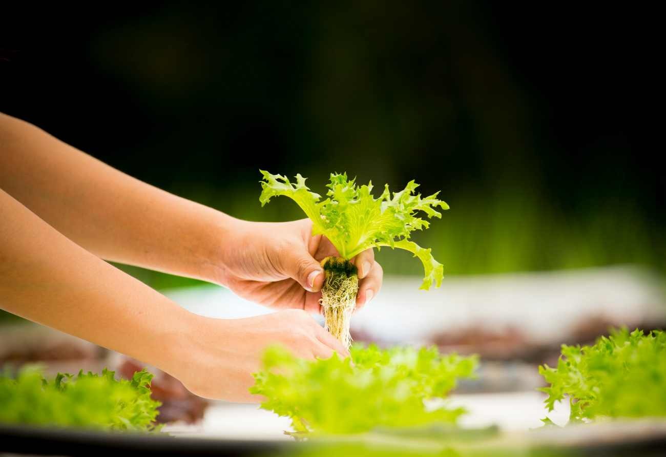 Radici delle piante senza terra: come assorbono acqua e nutrienti nei sistemi idroponici