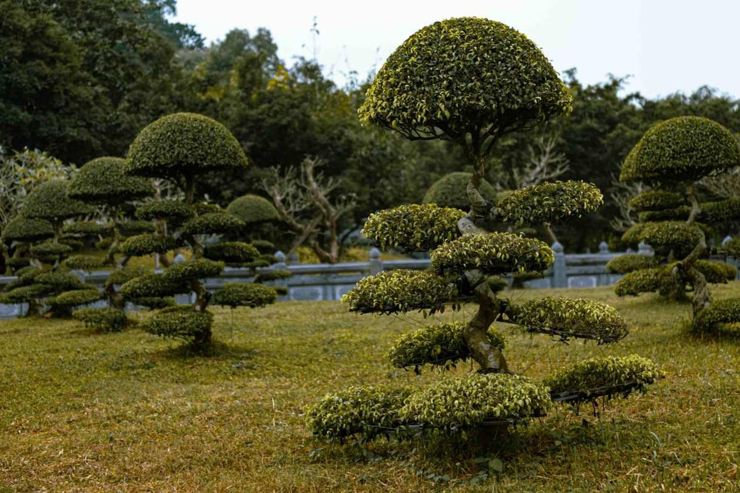 Sei piccoli alberi da piantare in giardino per attirare gli uccelli