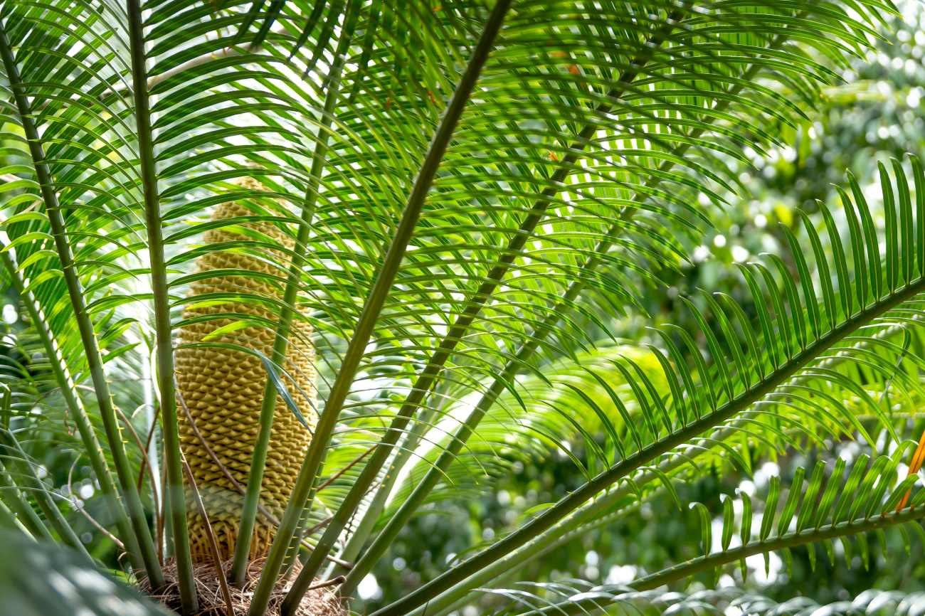 Si può potare la Cycas in ottobre? Ecco quali foglie non bisogna tagliare