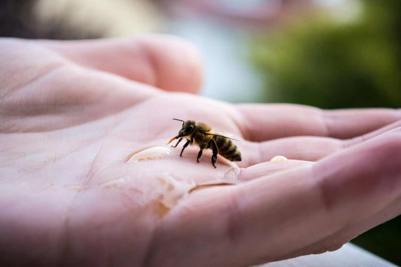 Un'ape sulla mano: quando questi insetti pungono e quali comportamenti evitare