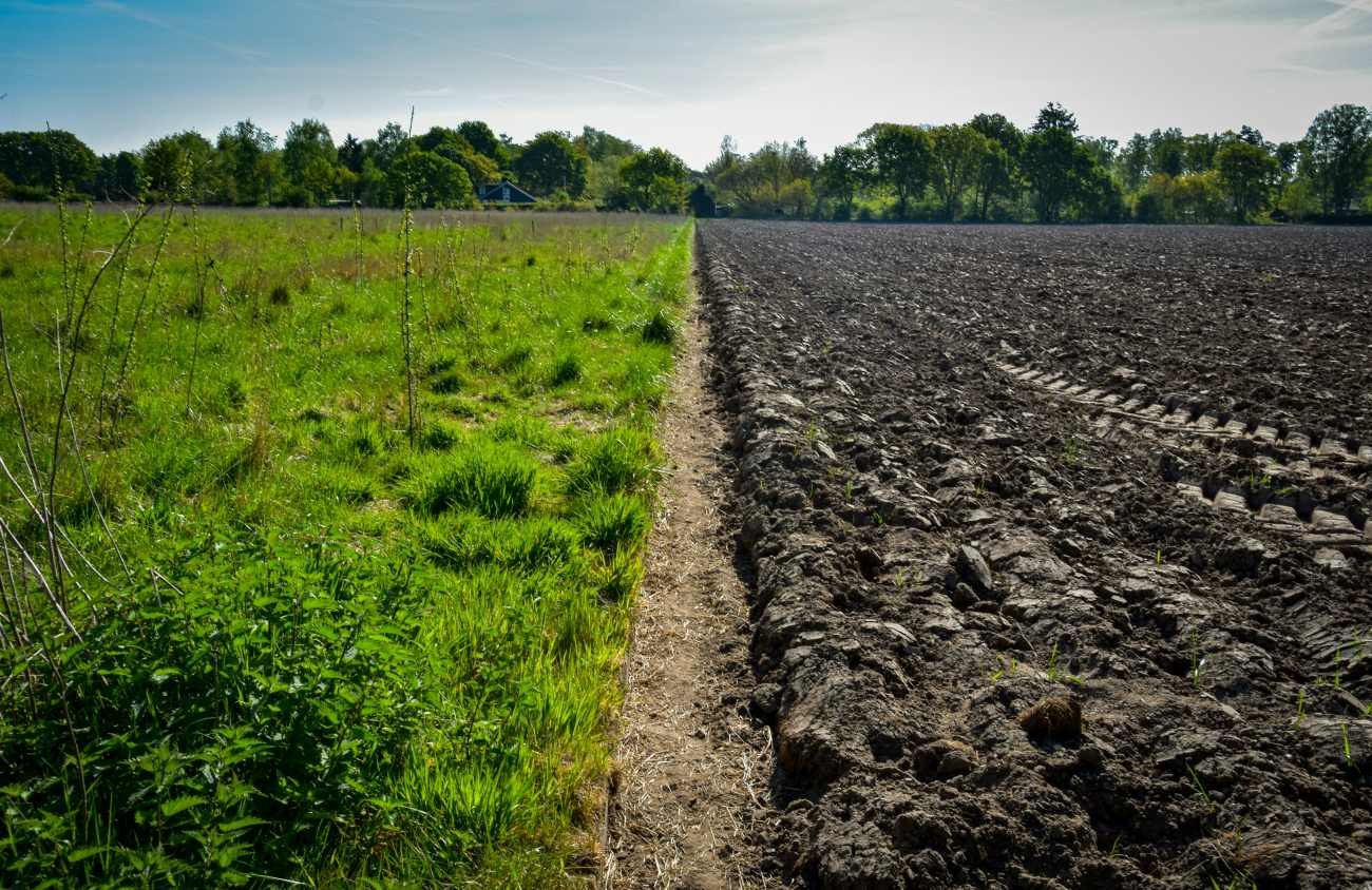 Vangare l'orto oppure no: quale scelta fa bene alla terra