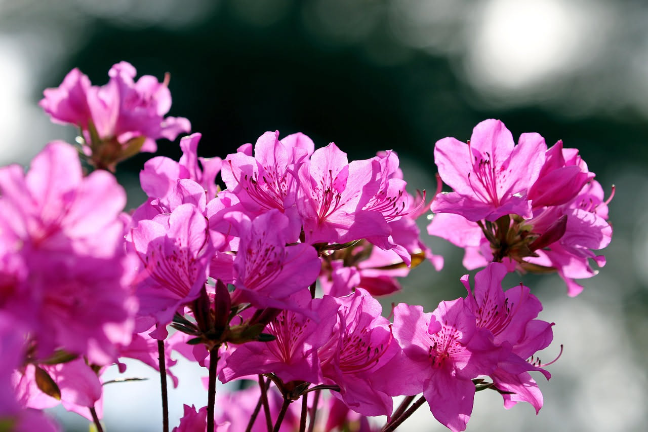 Pianta di azalea in vaso con boccioli chiusi e qualche fiore rosa appena aperto, posizionata in giardino ombreggiato