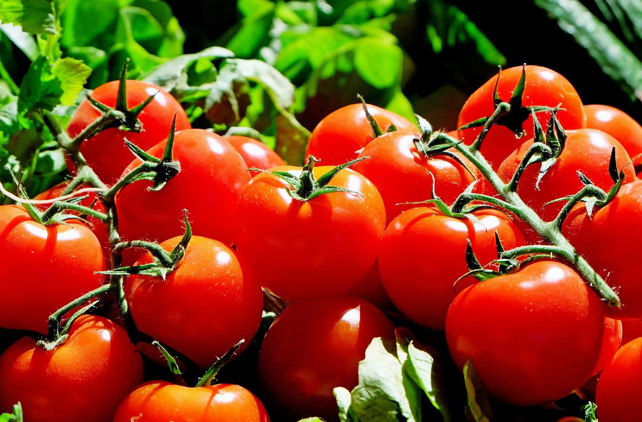 Mani che raccolgono un pomodoro maturo staccandolo dal picciolo della pianta