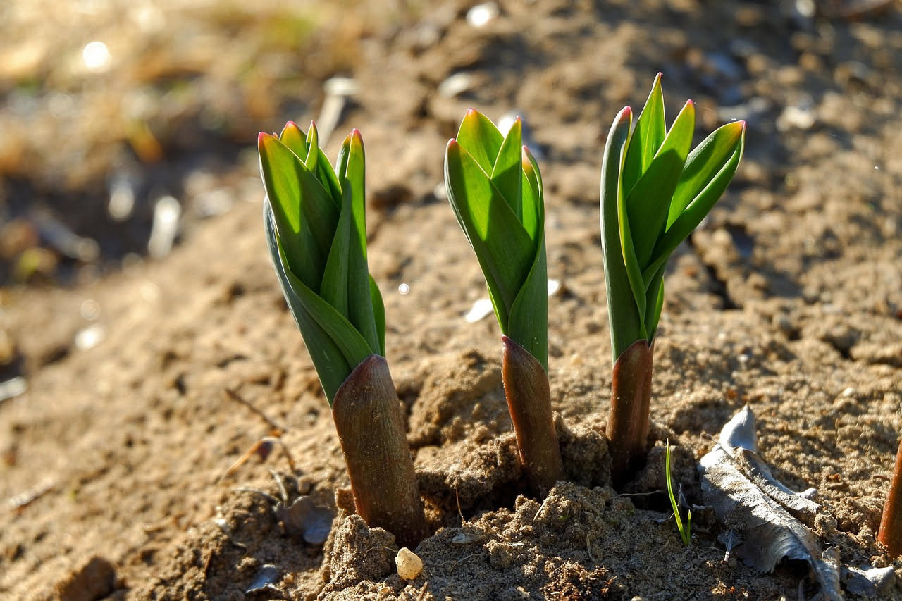 Quando è il momento giusto per piantare i bulbi di tulipano?