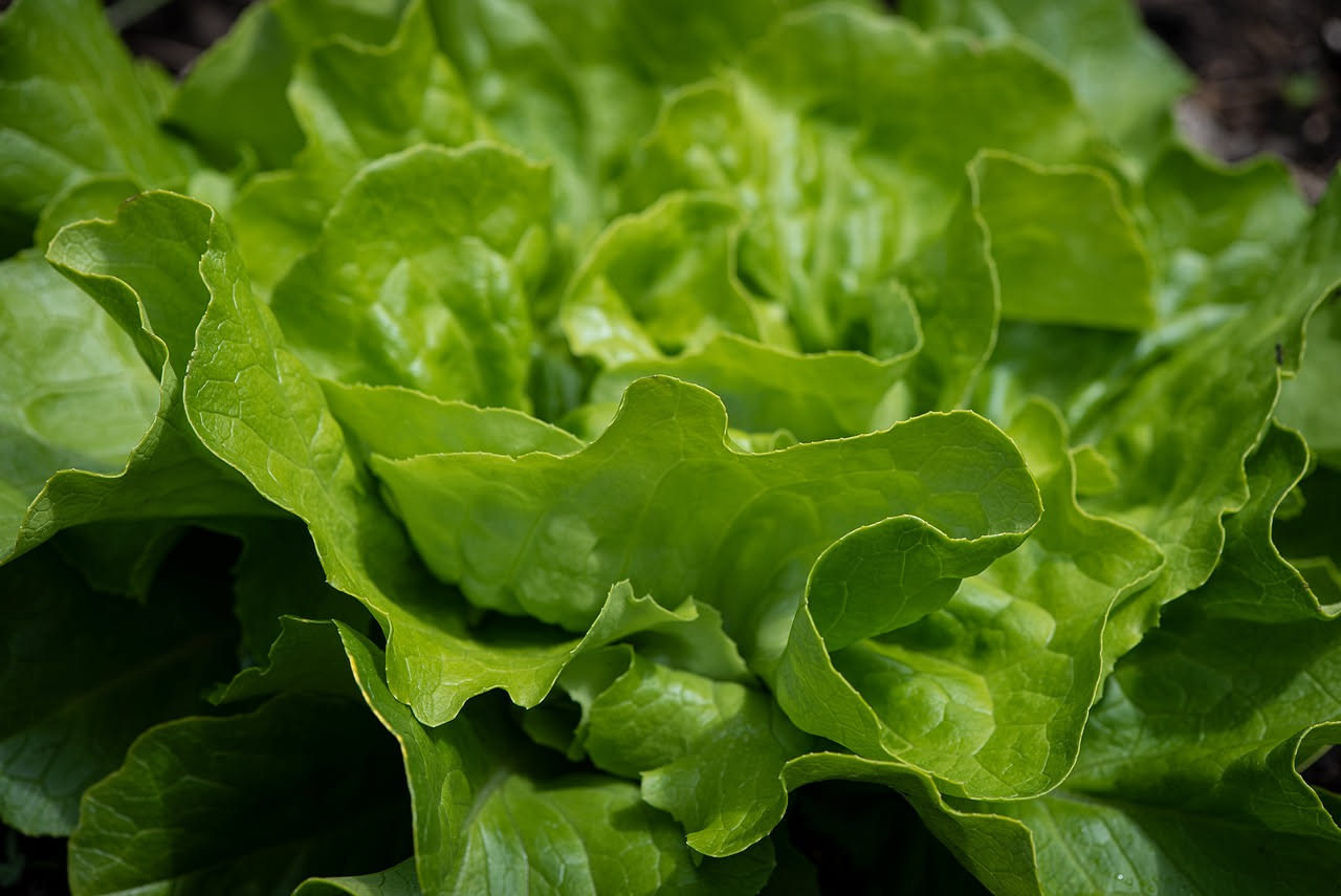 Un agricoltore esperto mentre trapianta con cura delle piccole piantine di lattuga verde in un terreno ben lavorato dell'orto