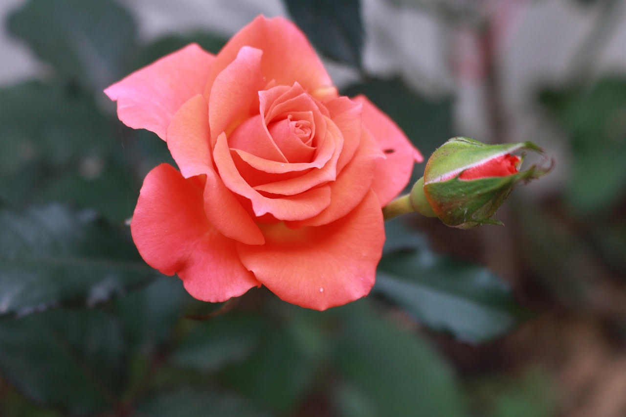 Rosa: guida completa, proprietà scientifiche e verità