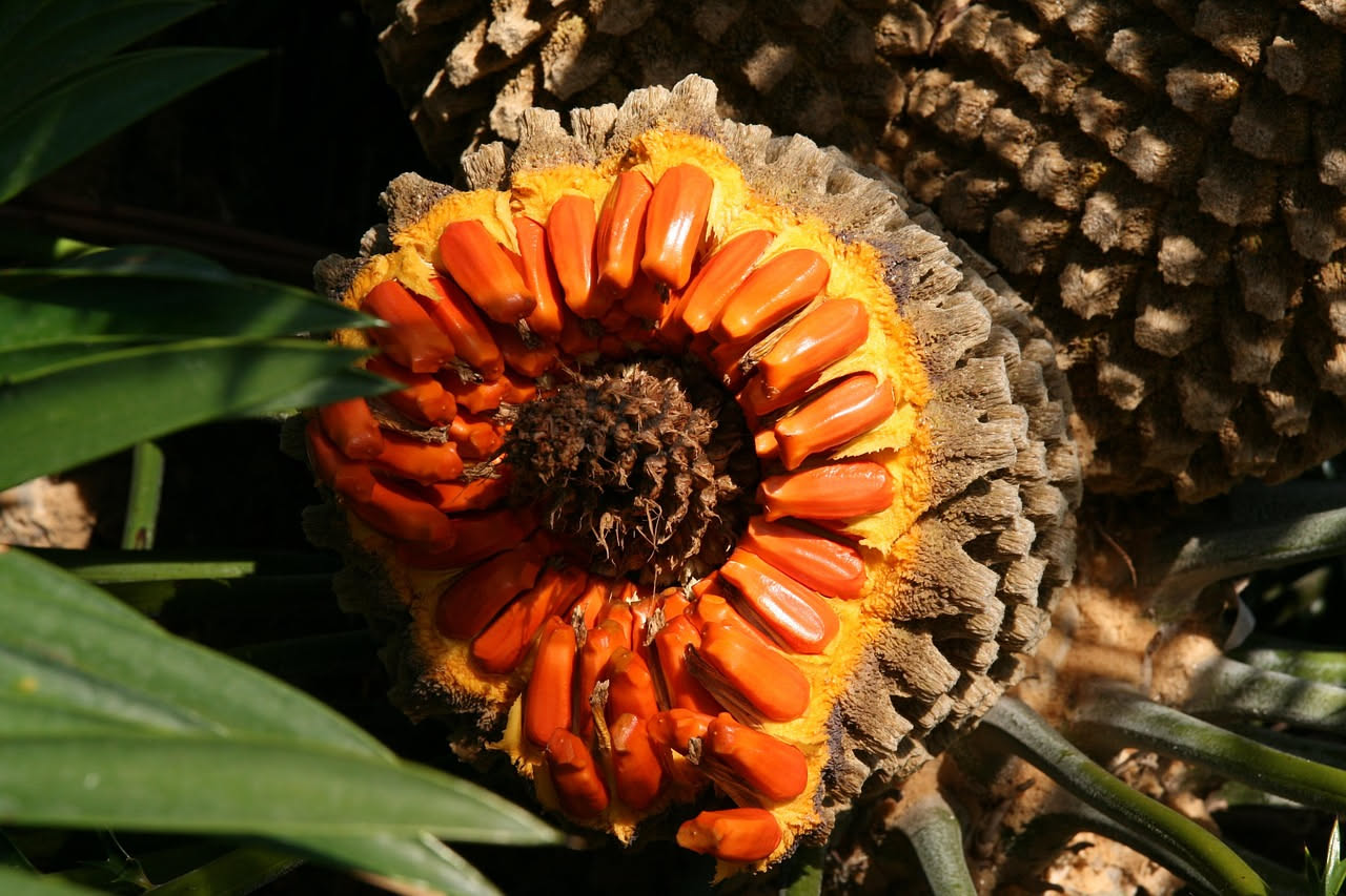 Cosa fare per aiutare i pennacchi della Cycas ad aprirsi bene: i trucchetti del fioraio che pochi conoscono