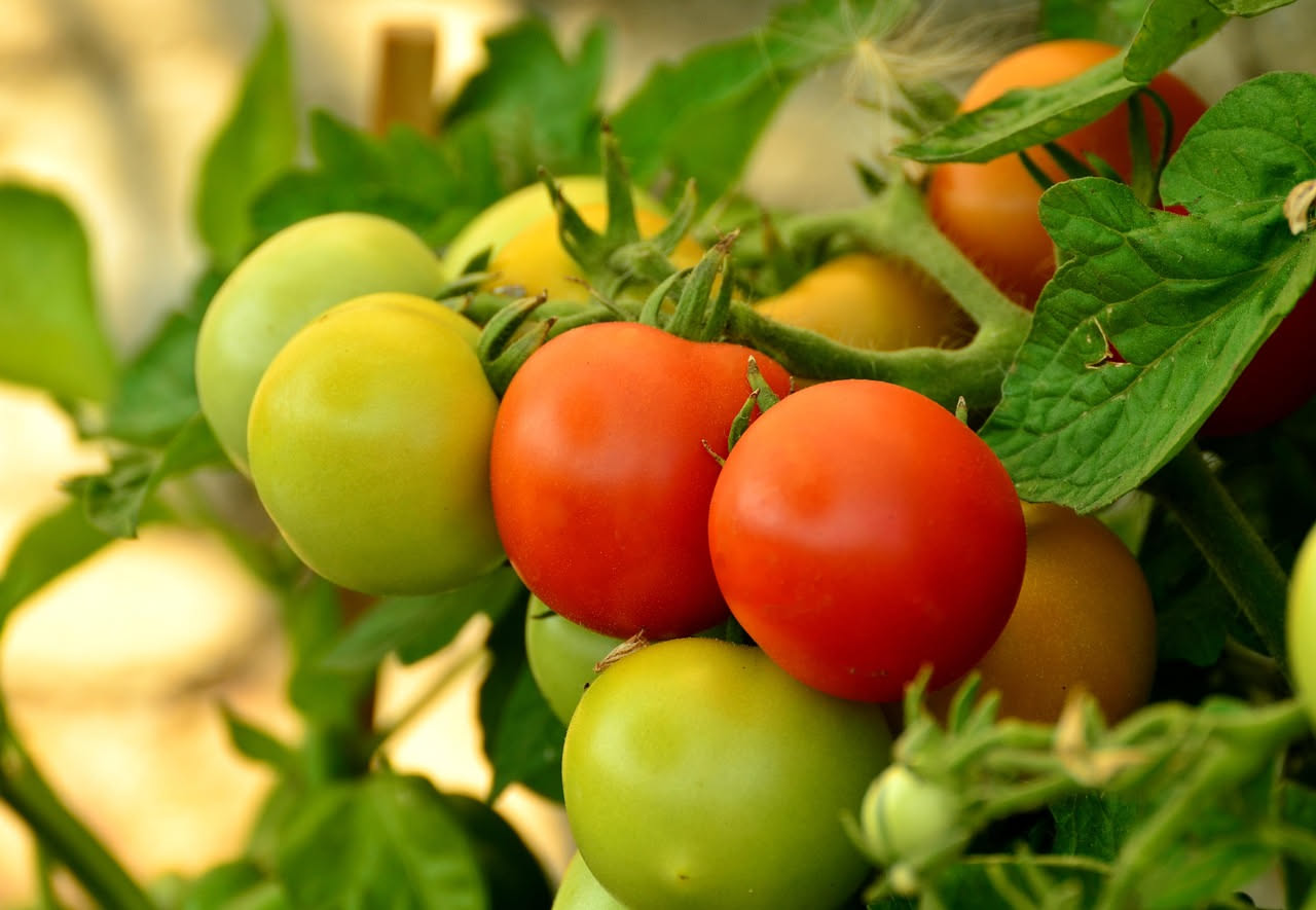 Cosa succede al pomodoro quando ha sete: gli scienziati hanno registrato i suoi suoni