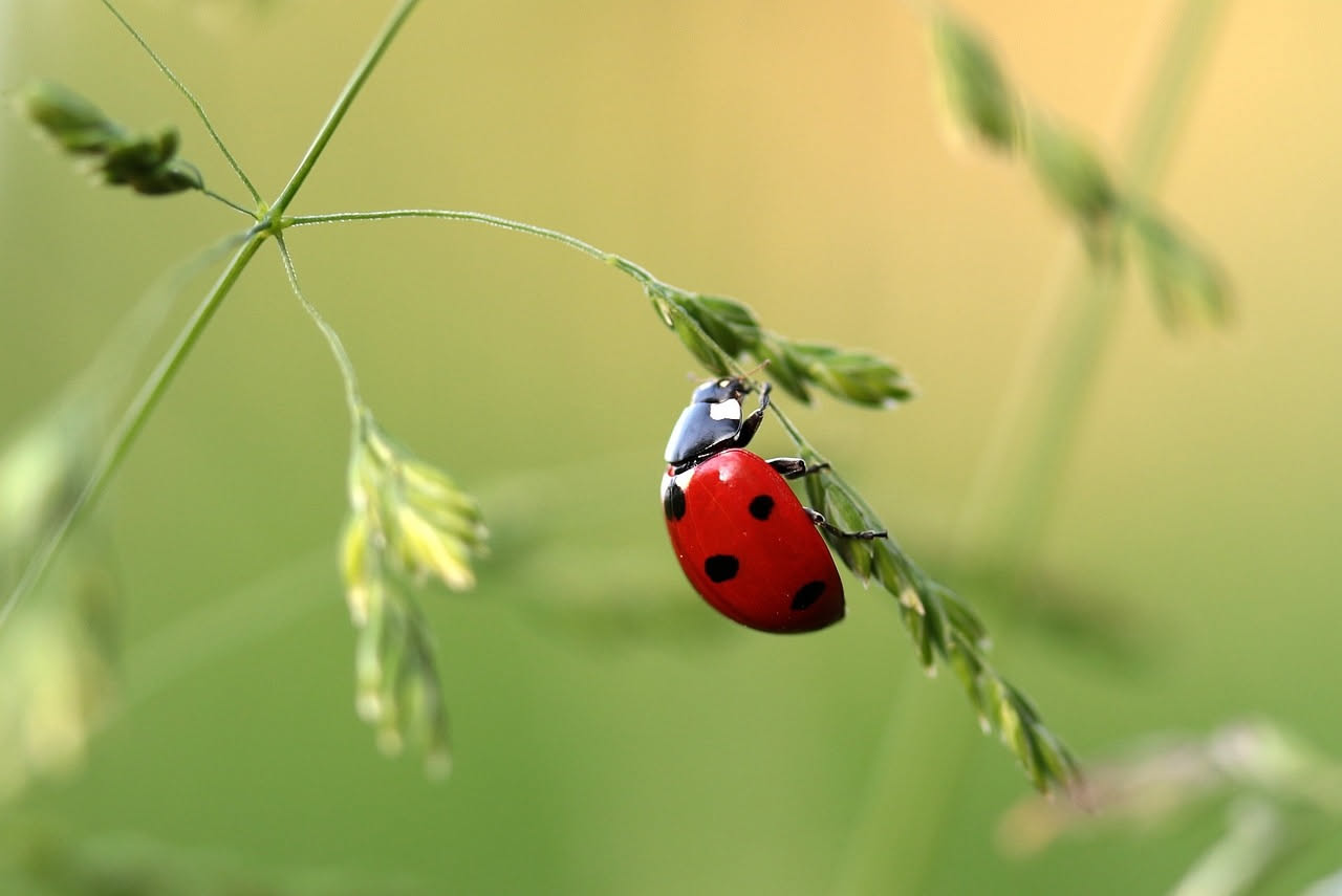 Perché non devi uccidere questi insetti sul balcone: i 7 amici delle piante