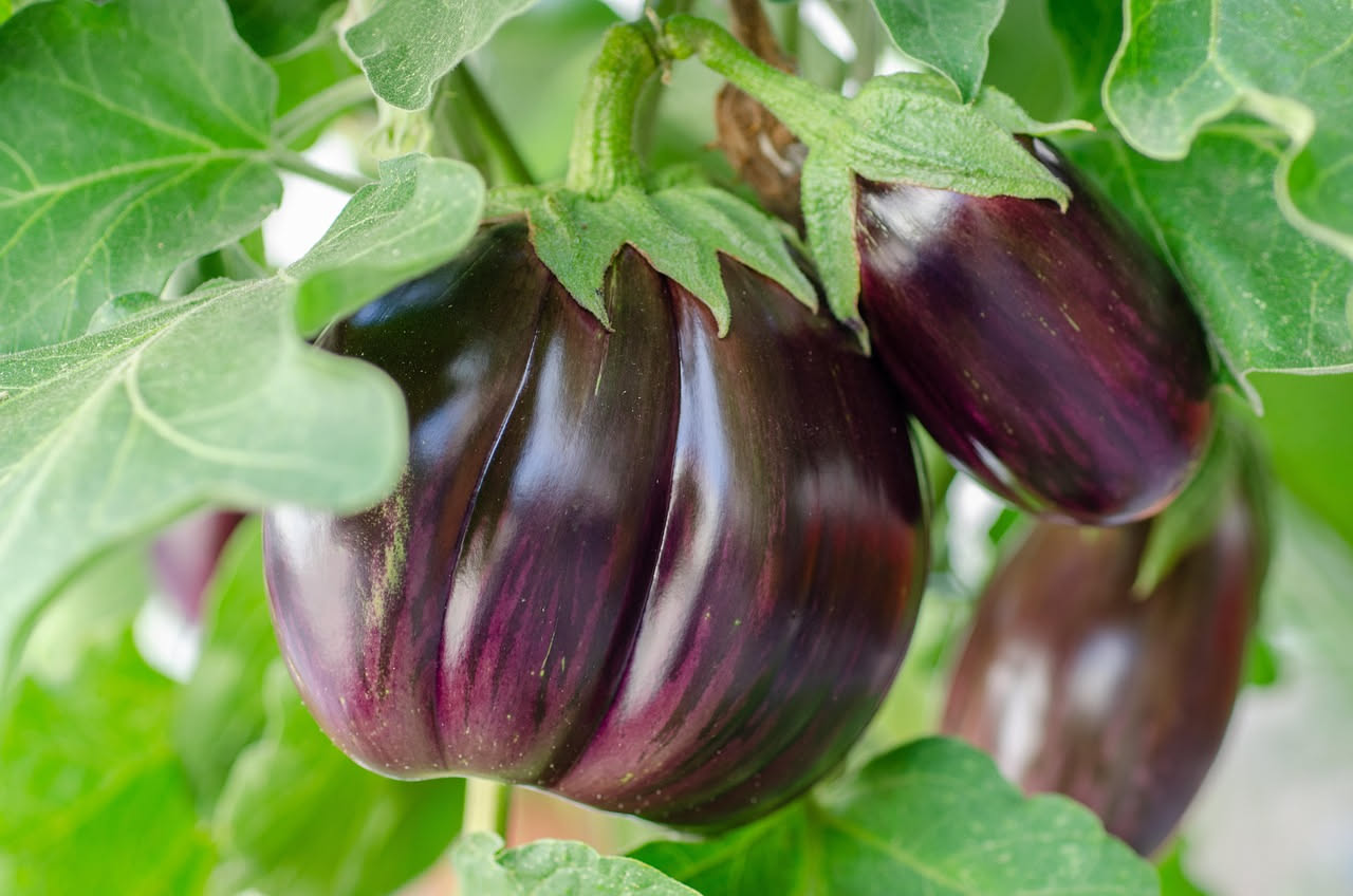 Pianta di melanzana molto fogliosa e rigogliosa con pochi frutti in un vaso sul balcone