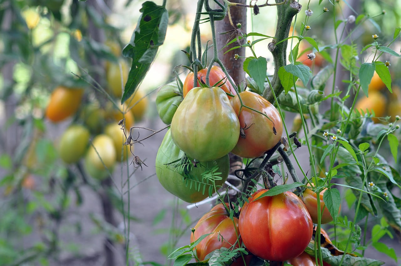 Cosa fare ai pomodori prima della luna piena del 29 luglio: le tradizioni dei contadini