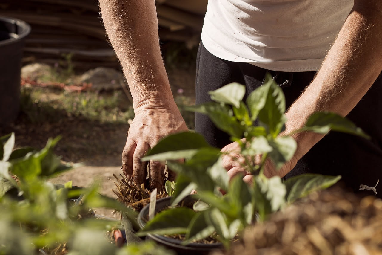 Come avere gratis a luglio tante piante da una sola talea: ecco il metodo semplice
