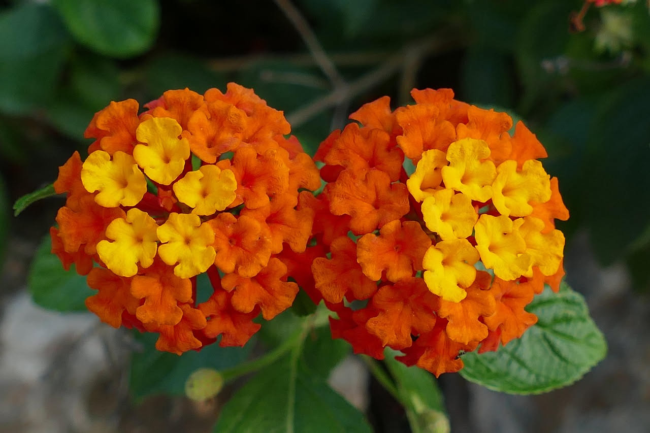 Lantana: guida completa alla coltivazione in giardino e in vaso in Italia