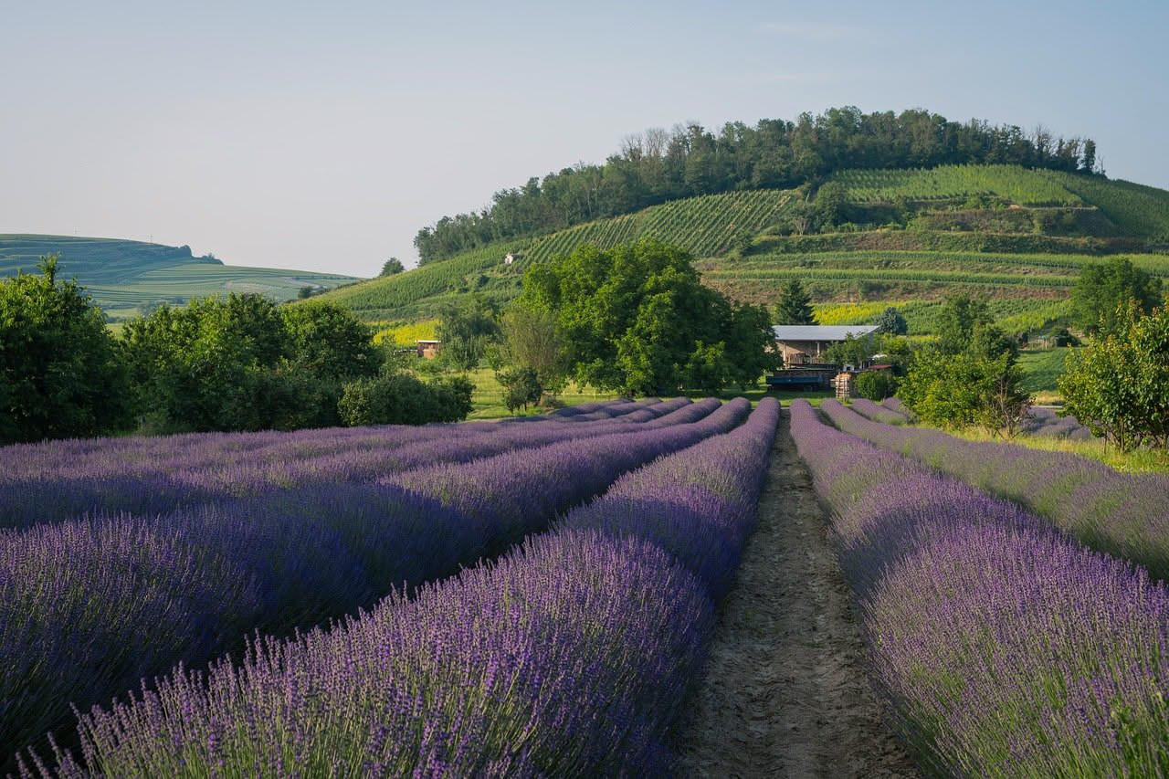 Cosa fare alla lavanda prima della notte di San Lorenzo del 10 agosto: la tradizione dei nonni