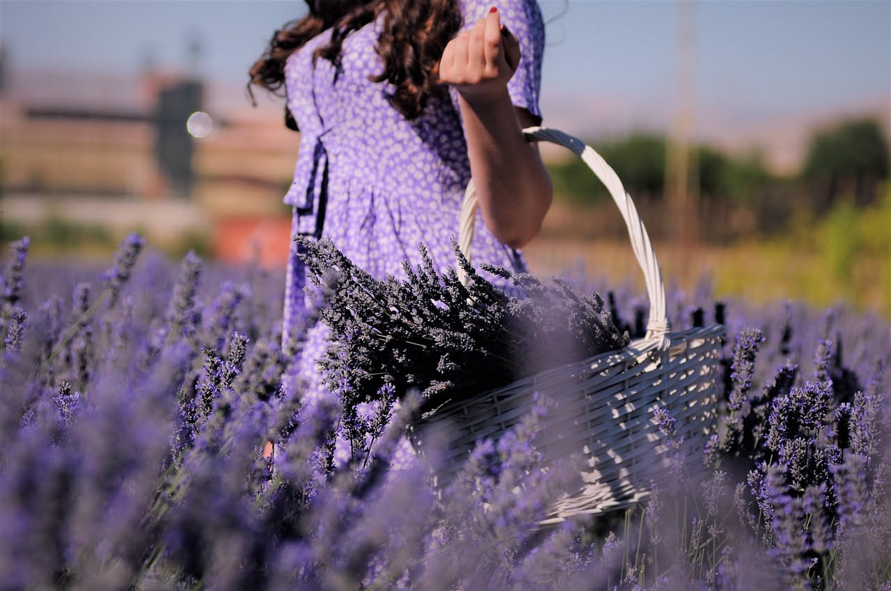 Mazzetti di lavanda appena tagliata legati e appesi a testa in giù per l'essiccazione in un luogo ombreggiato di campagna, in una calda giornata d'agosto