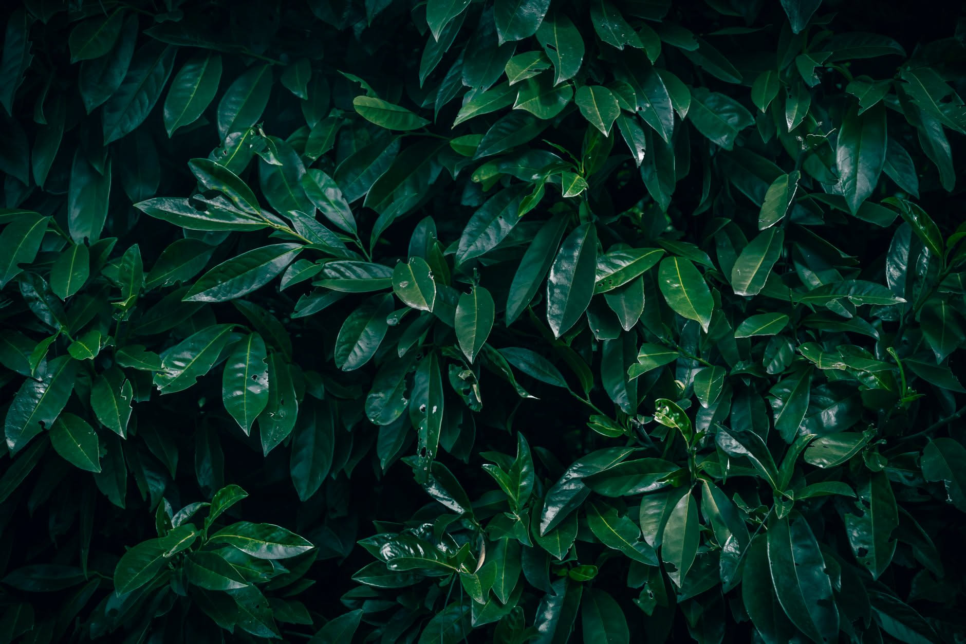Il Ficus perde le foglie? Più lo sposti nel posto migliore e più rischi di lasciarlo spoglio
