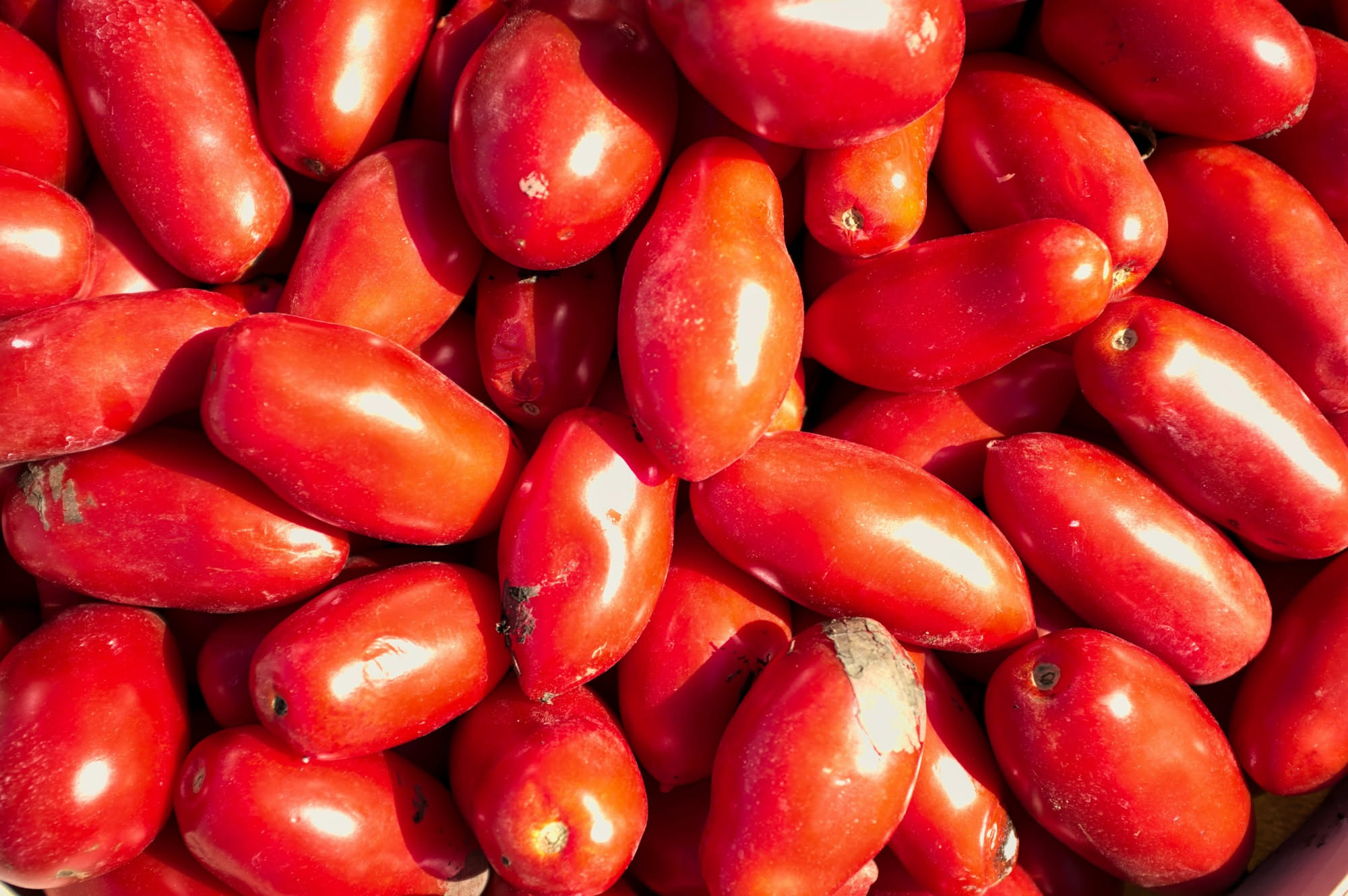 Piante di pomodoro siccagno cariche di frutti rossi in un campo asciutto dell'entroterra siciliano