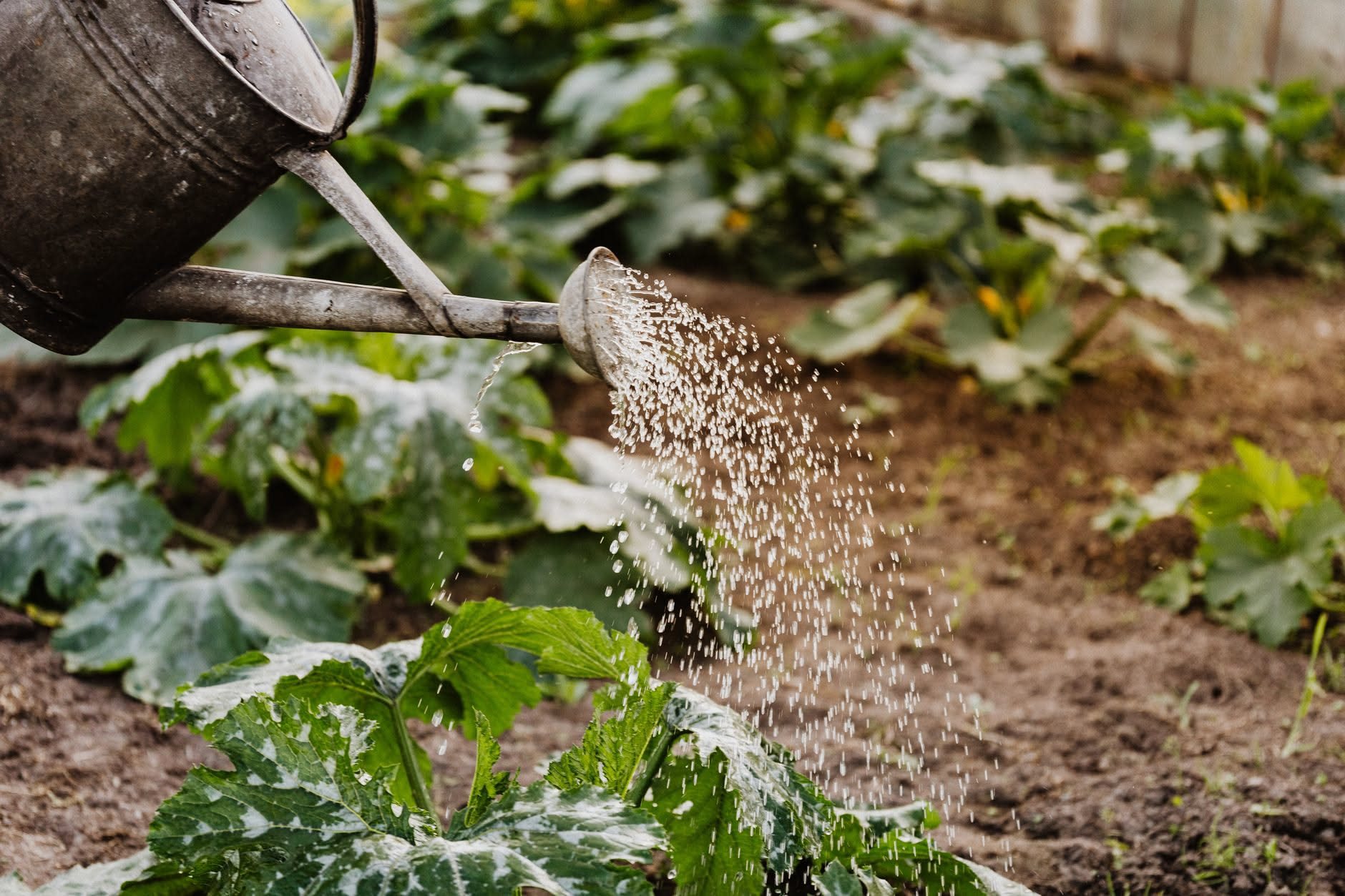 Se concimi ancora queste piante a fine agosto le stai preparando male all'inverno