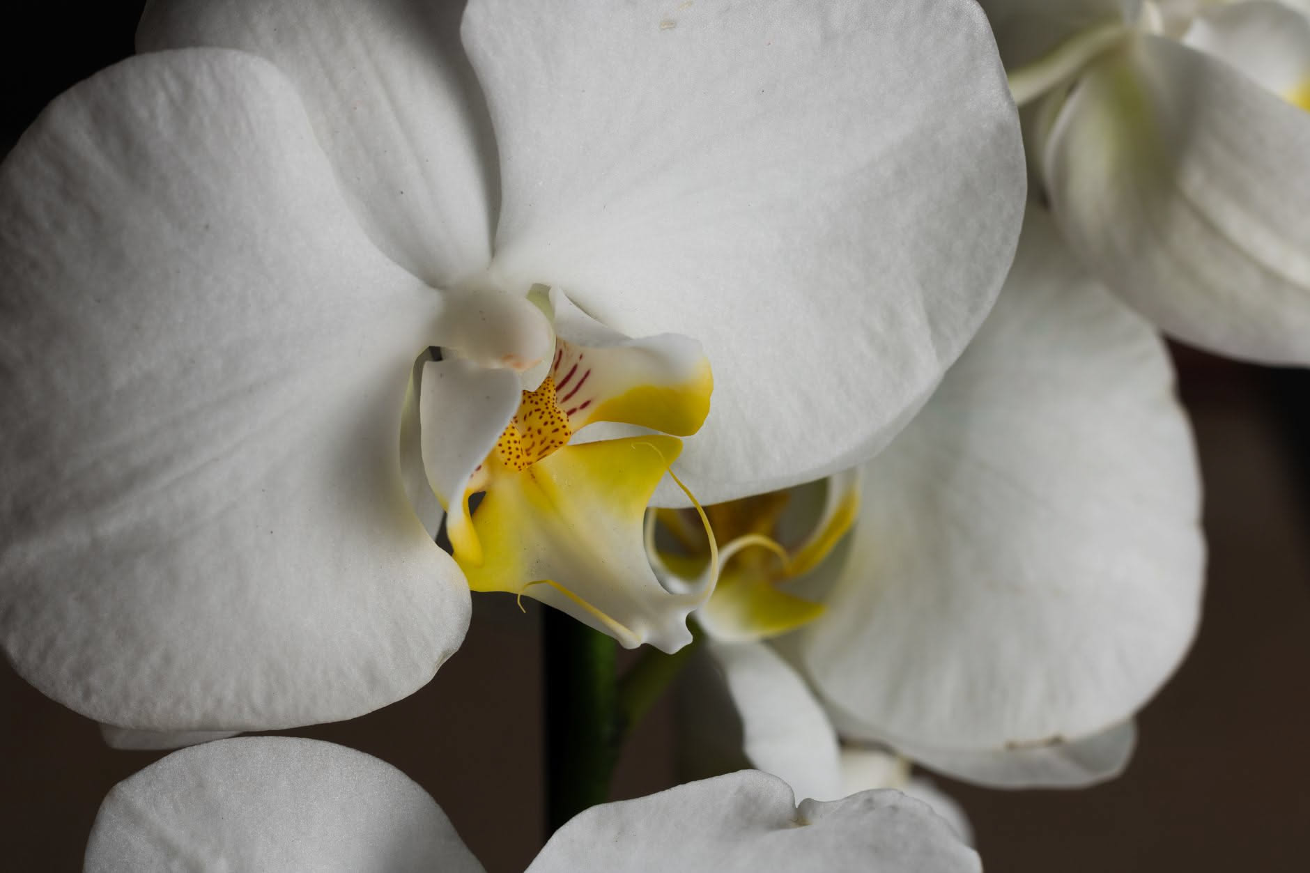 Quella strana parte gialla al centro dell'orchidea non è un altro fiore: ecco a cosa serve