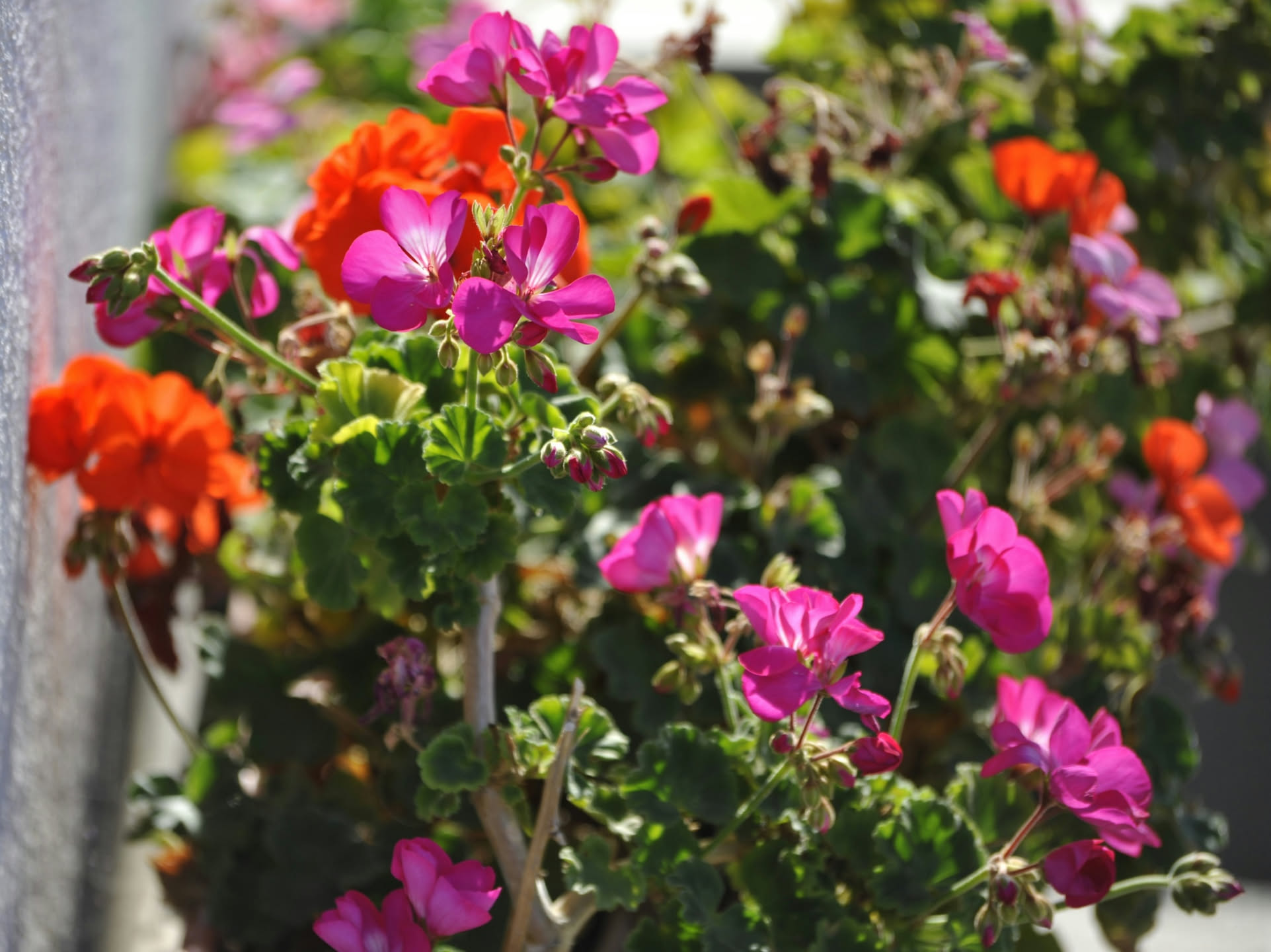 Queste 6 piante da mettere sul balcone a fine agosto daranno il meglio a settembre